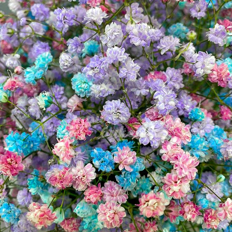 5 разноцветных гипсофил в коробке (крупный план)