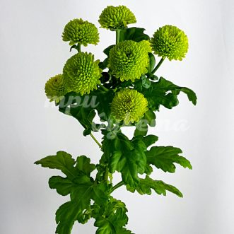 Зеленая кустовая хризантема Филлинг Грин